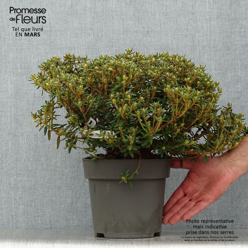 Rhododendron groenlandicum Helma 2L/3L pot sample as delivered in spring
