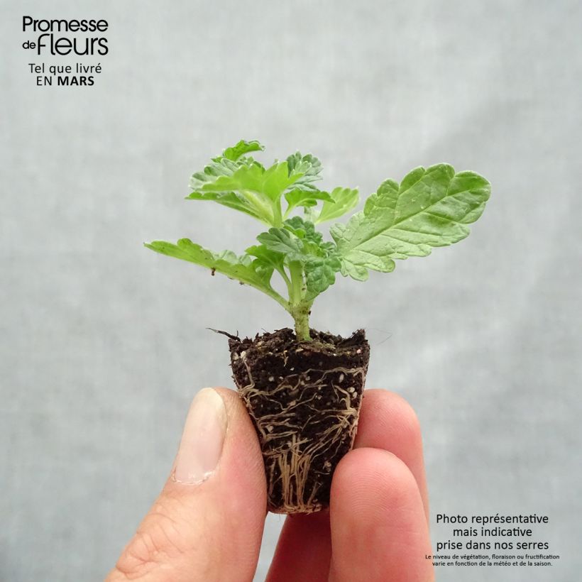 Leonotis leonurus Plug plant 3/4cm sample as delivered in spring