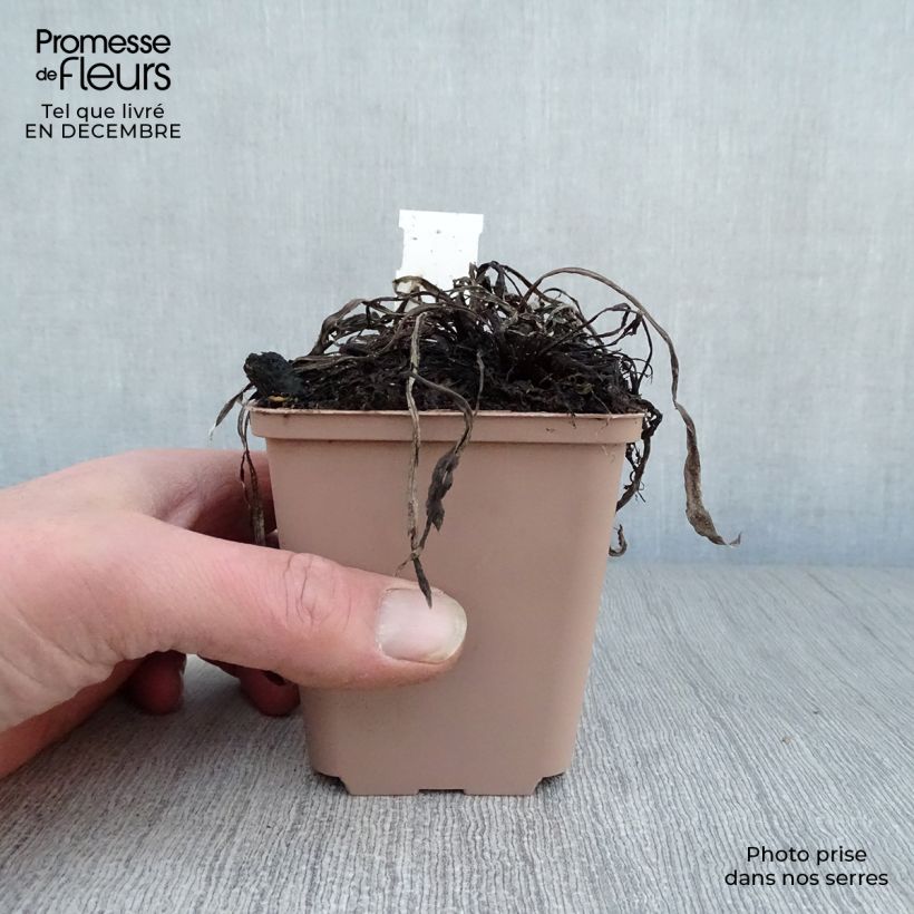 Leontopodium alpinum Blossom of Snow - Edelweiss 8/9 cm pot sample as delivered in winter