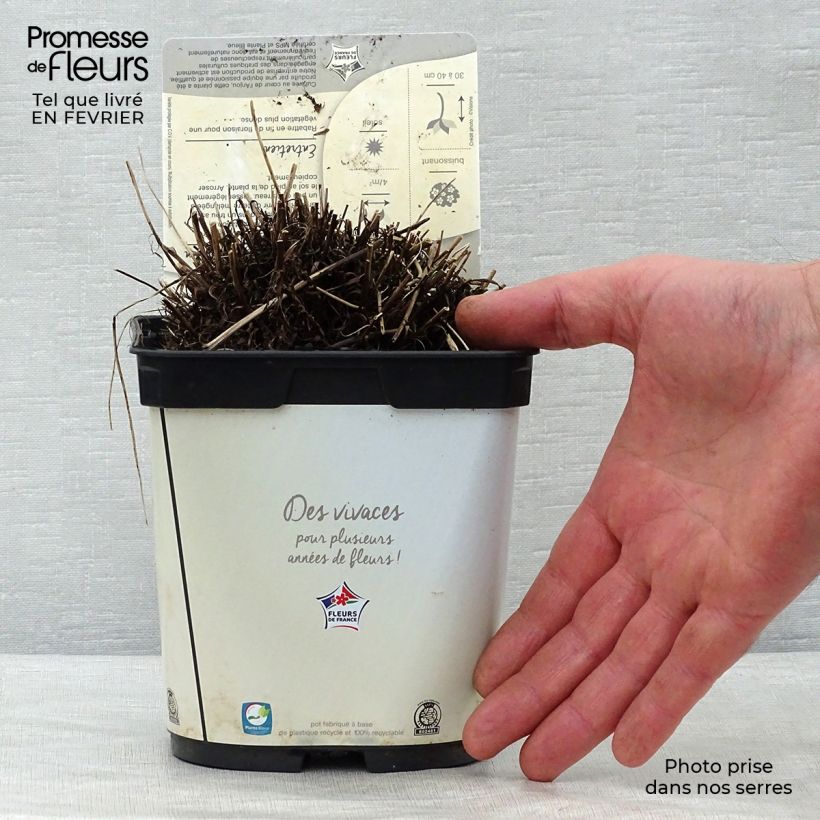 Leontopodium alpinum Blossom of Snow - Edelweiss 2L/3L pot sample as delivered in winter