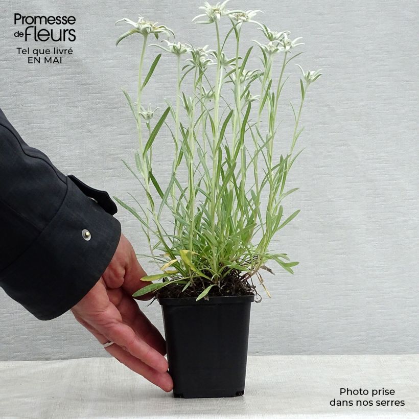 Leontopodium alpinum Blossom of Snow - Edelweiss 8/9 cm pot sample as delivered in spring