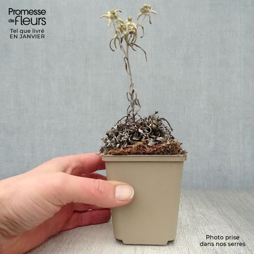 Leontopodium alpinum Mont Blanc - Edelweiss 8/9 cm pot sample as delivered in winter