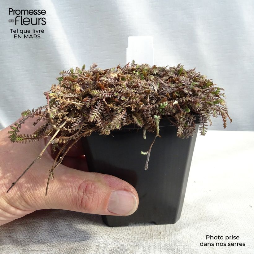 Leptinella potentillina 8/9 cm pot sample as delivered in spring