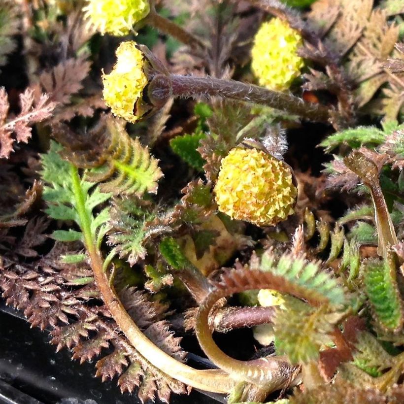 Bracteate Cotula - Leptinella squalida (Flowering)