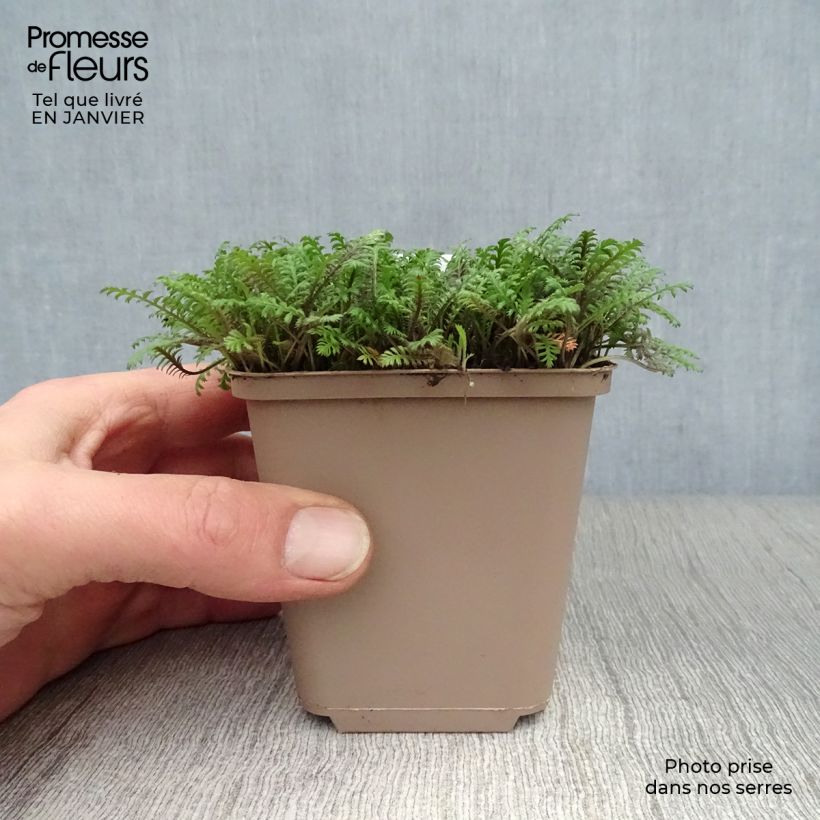 Leptinella squalida Platts Black 8/9 cm pot sample as delivered in winter