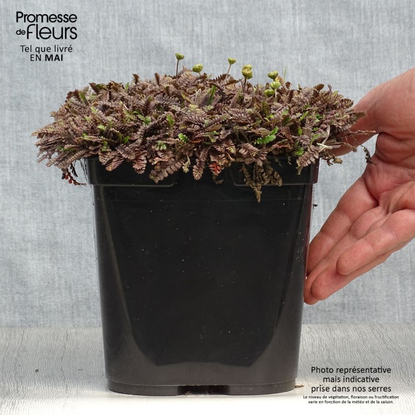 Leptinella squalida Platts Black 3L/4L pot sample as delivered in spring