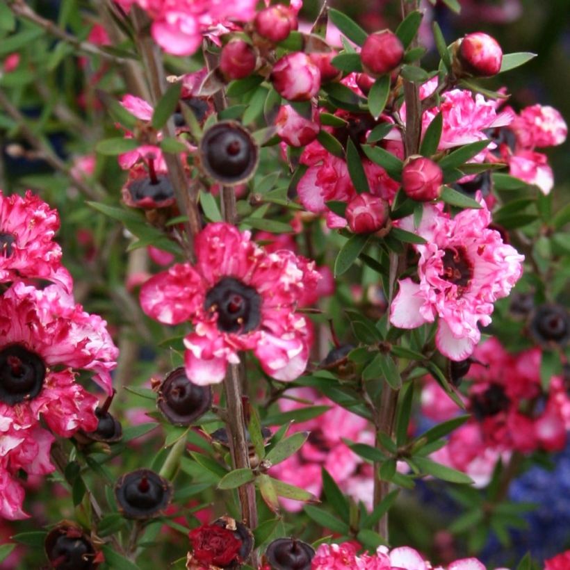 Leptospermum scoparium Coral candy - Tea-tree (Foliage)