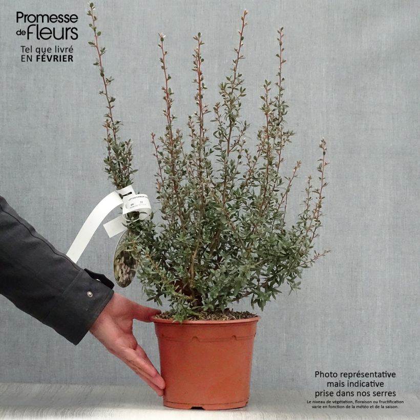Leptospermum lanigerum Silver Sheen - Woolly Tea-tree 2L/3L pot sample as delivered in winter