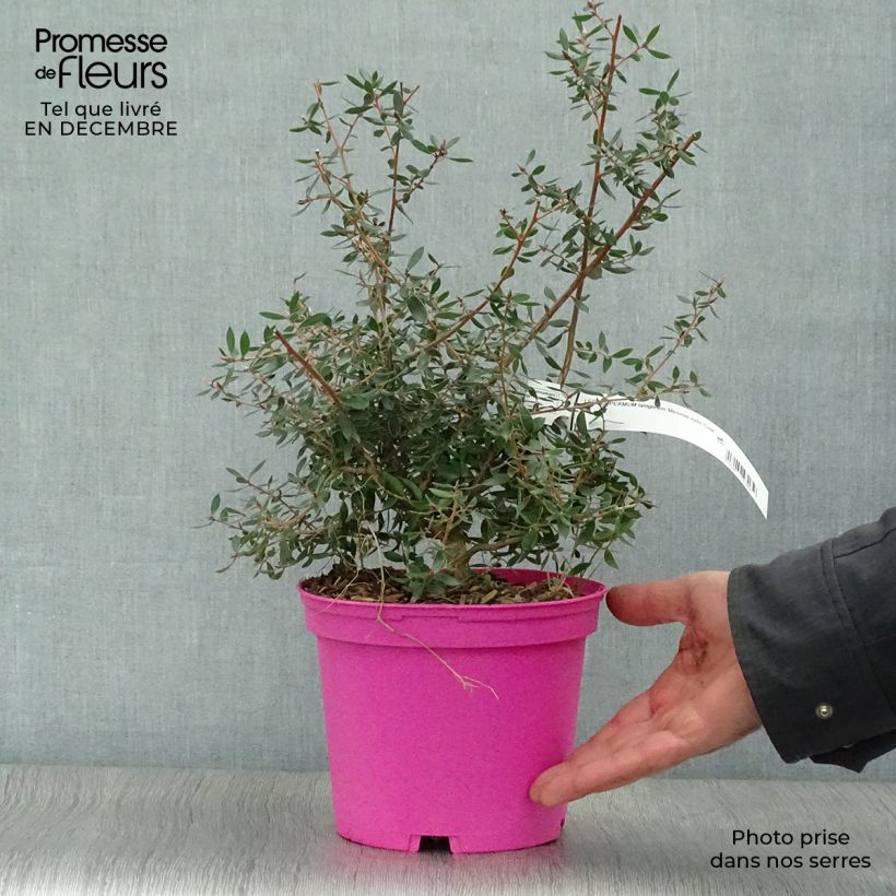 Leptospermum lanigerum Mesmer Eyes - Woolly Tea-tree 2L/3L pot sample as delivered in winter