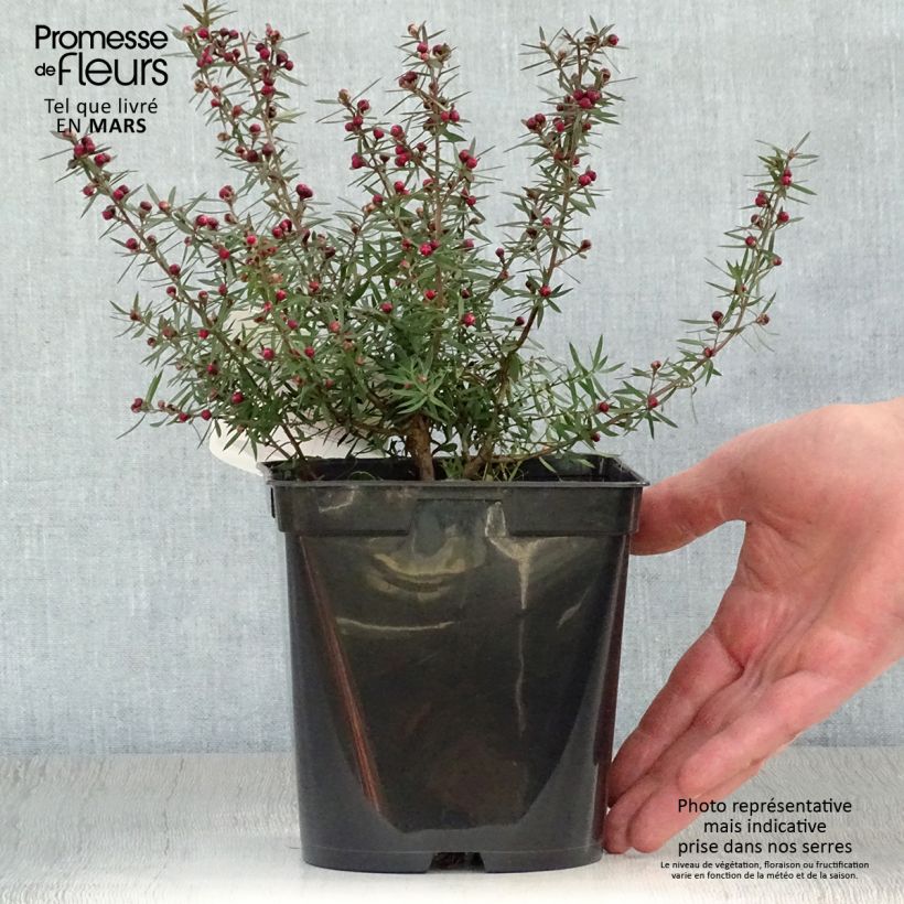 Leptospermum scoparium Crimson Glory - Tea-tree 3L/4L pot sample as delivered in spring