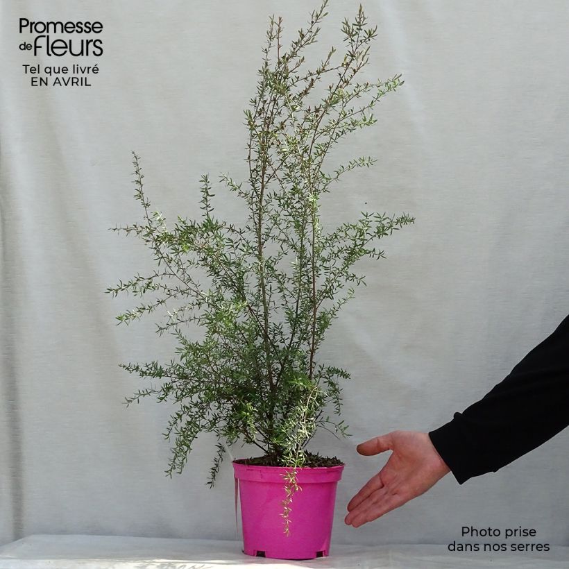 Leptospermum scoparium Martini - Tea-tree 2L/3L pot sample as delivered in spring