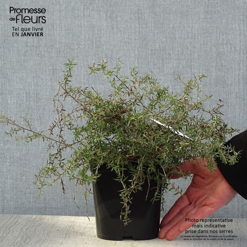 Leptospermum scoparium Red Falls - Tea-tree 2L/3L pot sample as delivered in winter