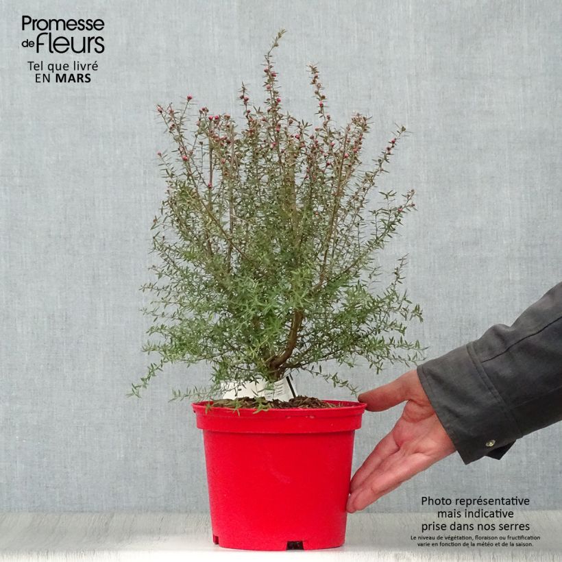 Leptospermum scoparium Red damask - Tea-tree 3L/4L pot sample as delivered in spring