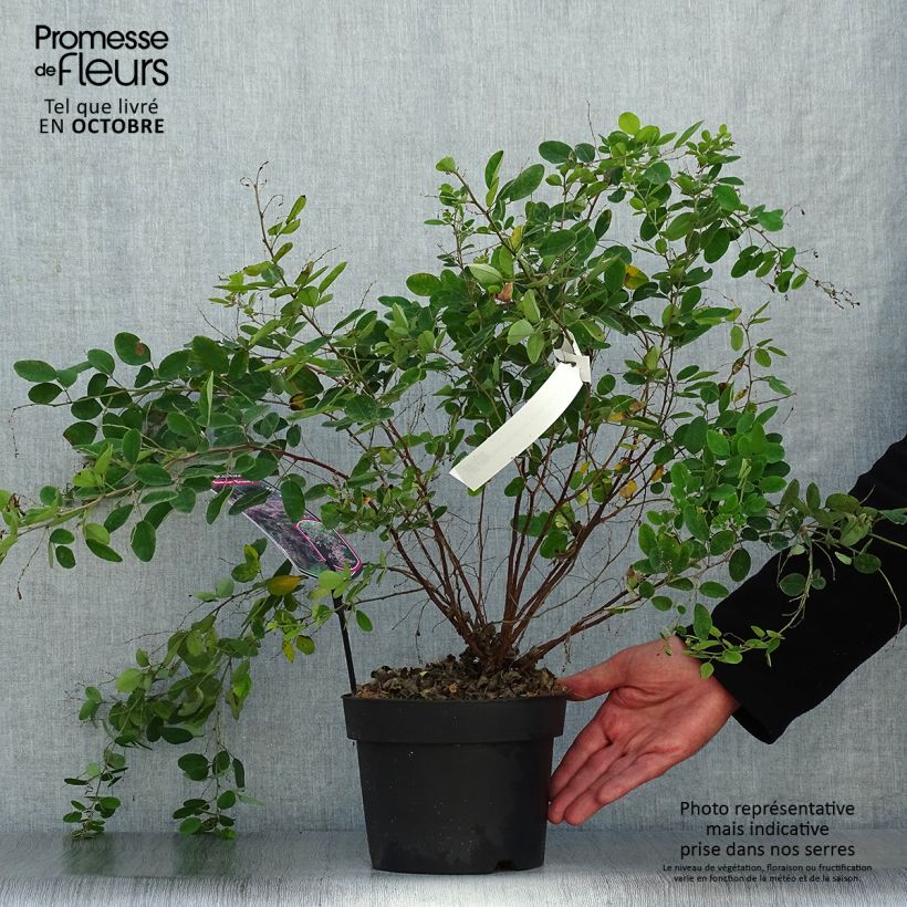 Lespedeza bicolor Summer Beauty 3L/4L pot sample as delivered in autumn
