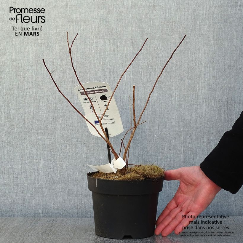 Lespedeza bicolor Summer Beauty 3L/4L pot sample as delivered in winter