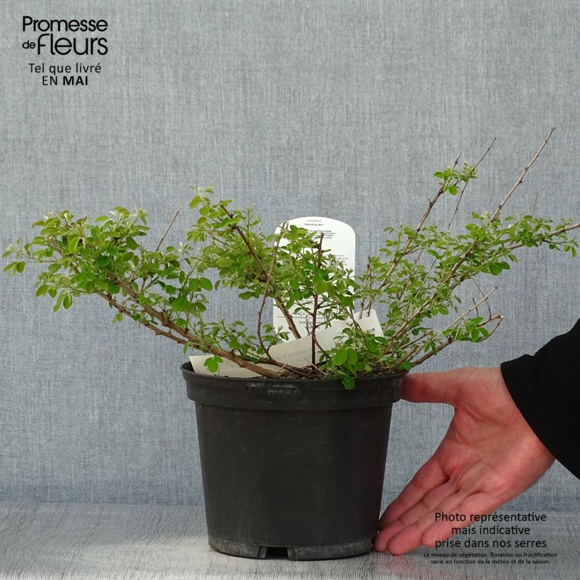 Lespedeza bicolor Yakushima 3L/4L pot sample as delivered in spring