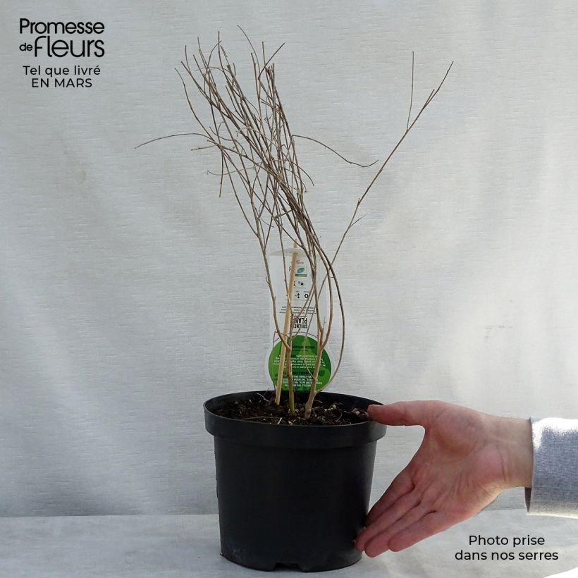 Lespedeza thunbergii 2L/3L pot sample as delivered in spring