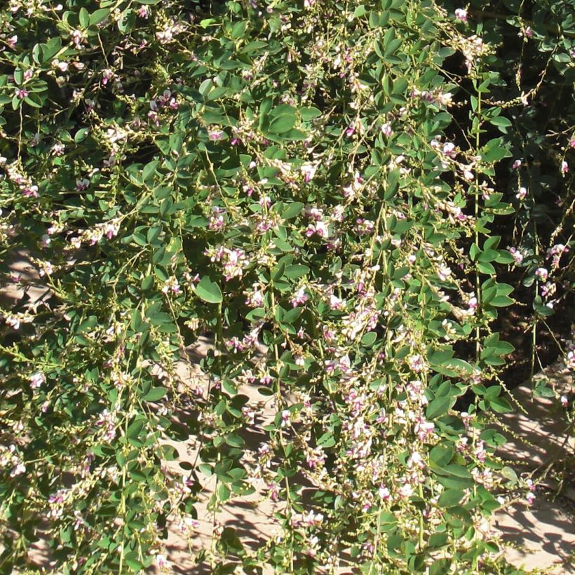 Lespedeza thunbergii Edo-Shibori (Foliage)