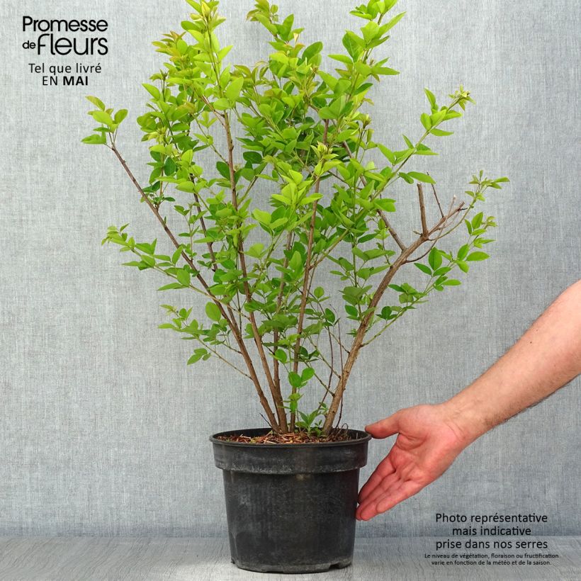 Lespedeza thunbergii Edo-Shibori 3L/4L pot sample as delivered in spring