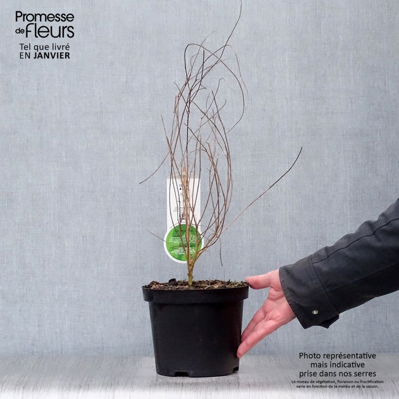 Lespedeza thunbergii 2L/3L pot sample as delivered in winter