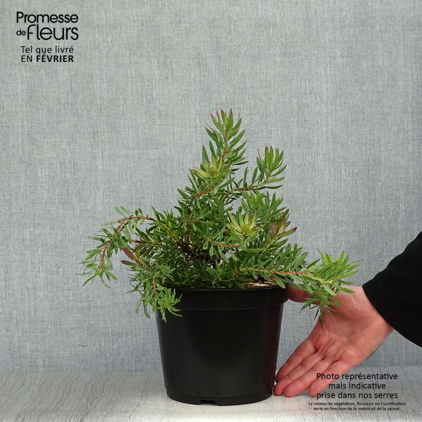 Leucadendron salignum Cheeky - Conebush 3L/4L pot sample as delivered in winter