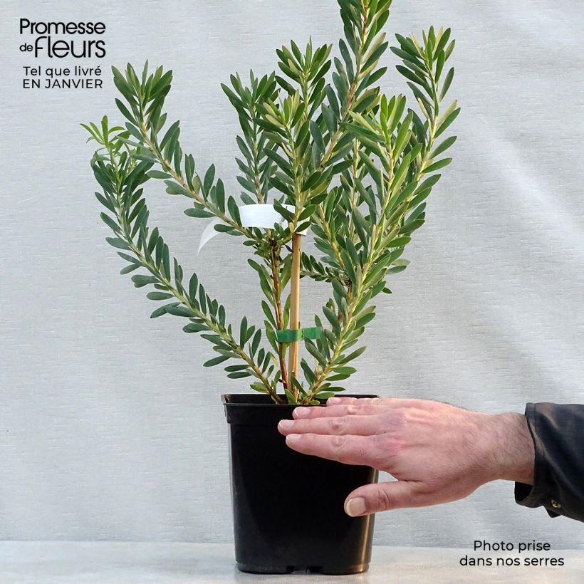 Leucadendron salignum Devils Blush - Conebush 3L/4L pot sample as delivered in winter