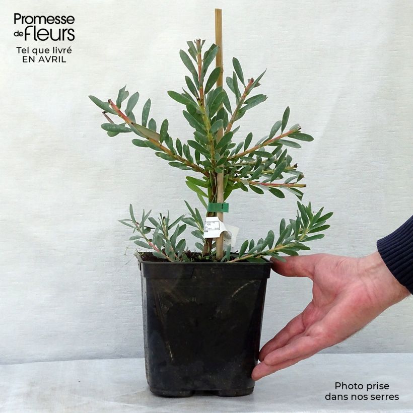 Leucadendron salignum Devils Blush - Conebush 3L/4L pot sample as delivered in spring