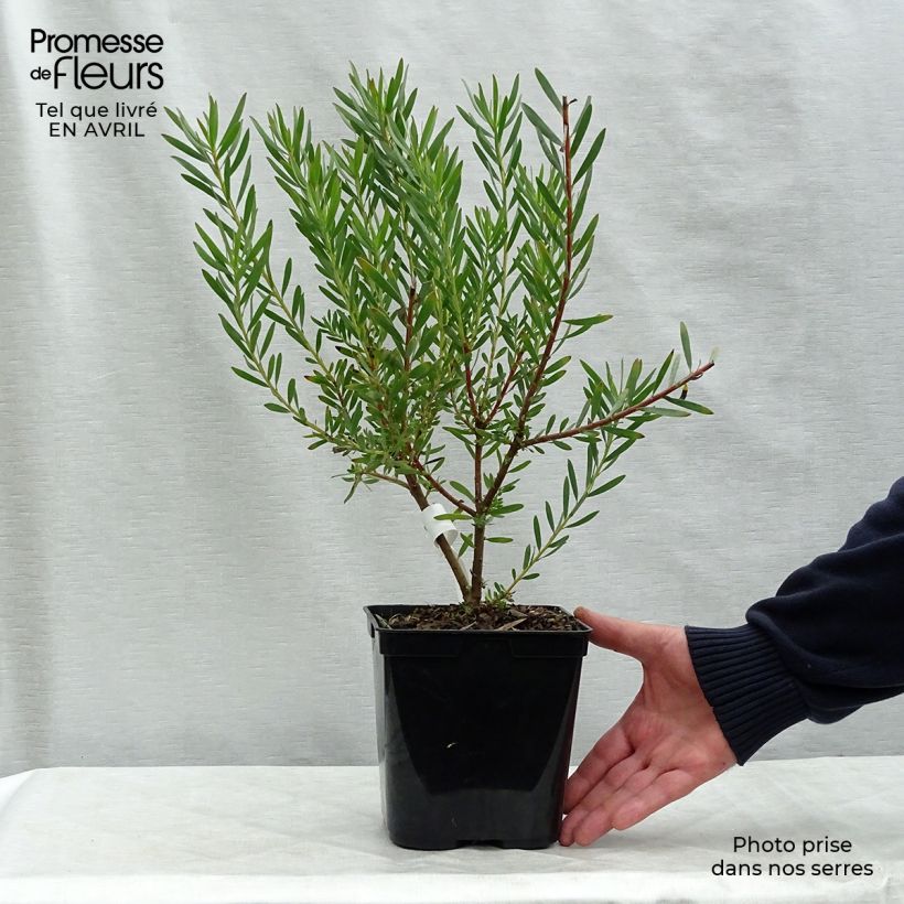 Leucadendron salignum Fireglow - Conebush 3L/4L pot sample as delivered in spring