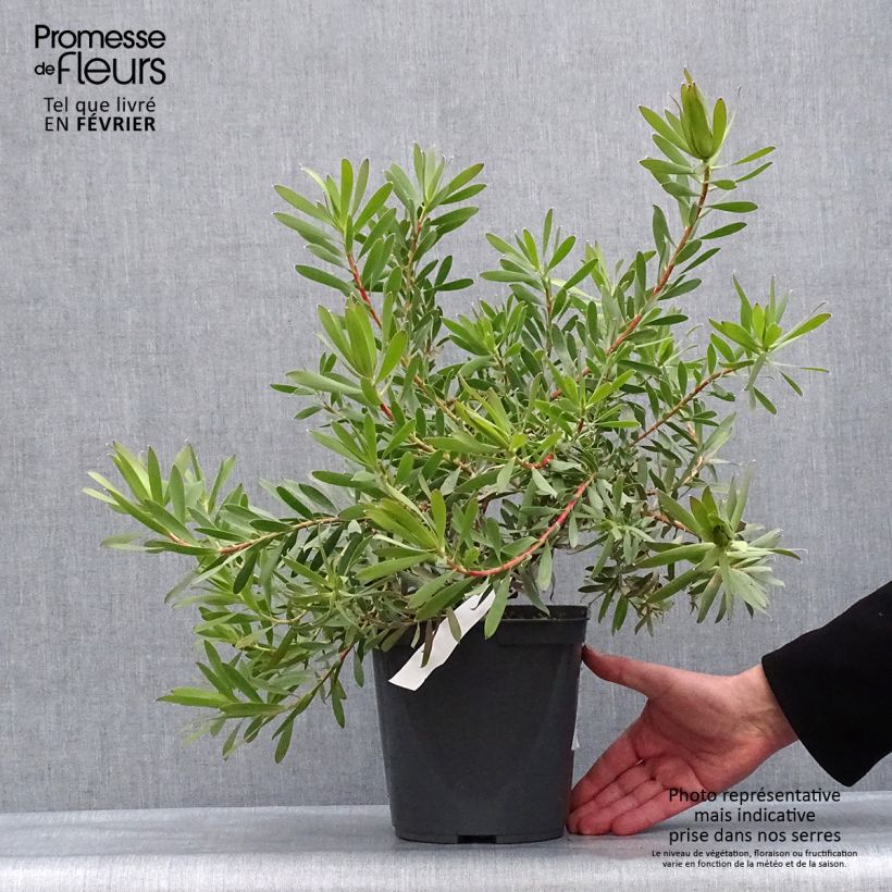 Leucadendron Inca Gold - Conebush 3L/4L pot sample as delivered in winter