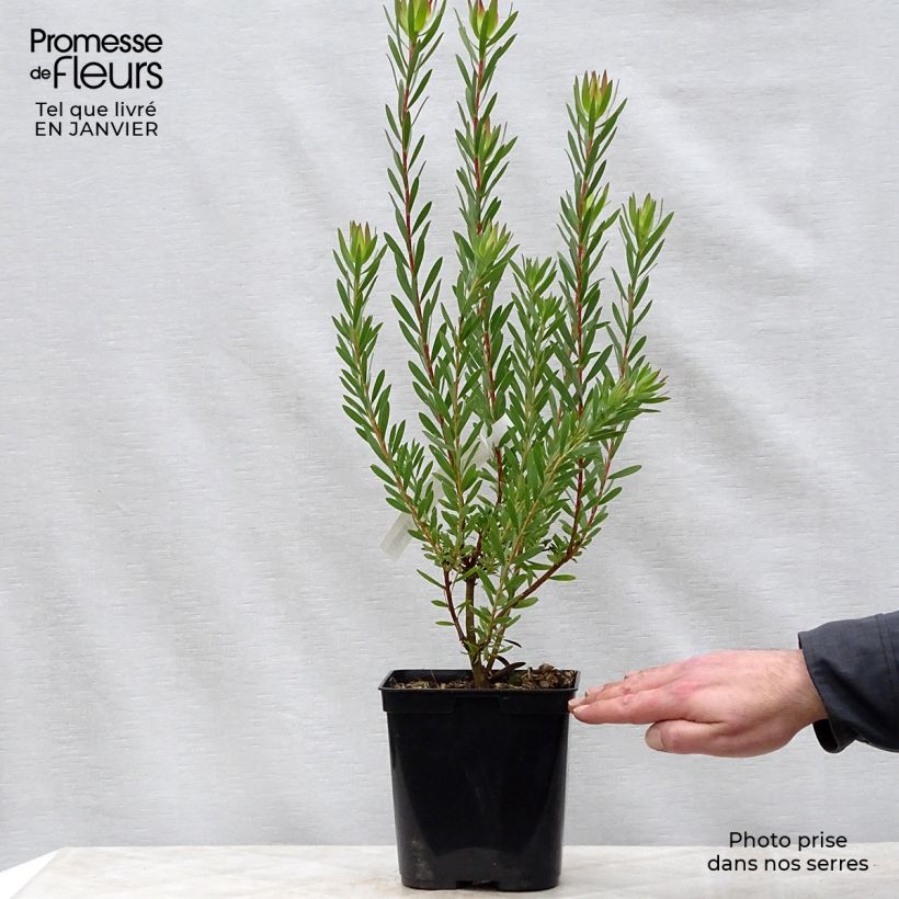 Leucadendron Jack Harre - Conebush 3L/4L pot sample as delivered in winter
