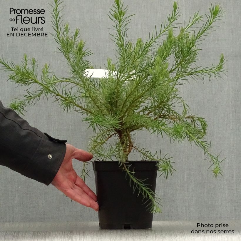 Leucadendron Jubilee Crown - Conebush 3L/4L pot sample as delivered in winter