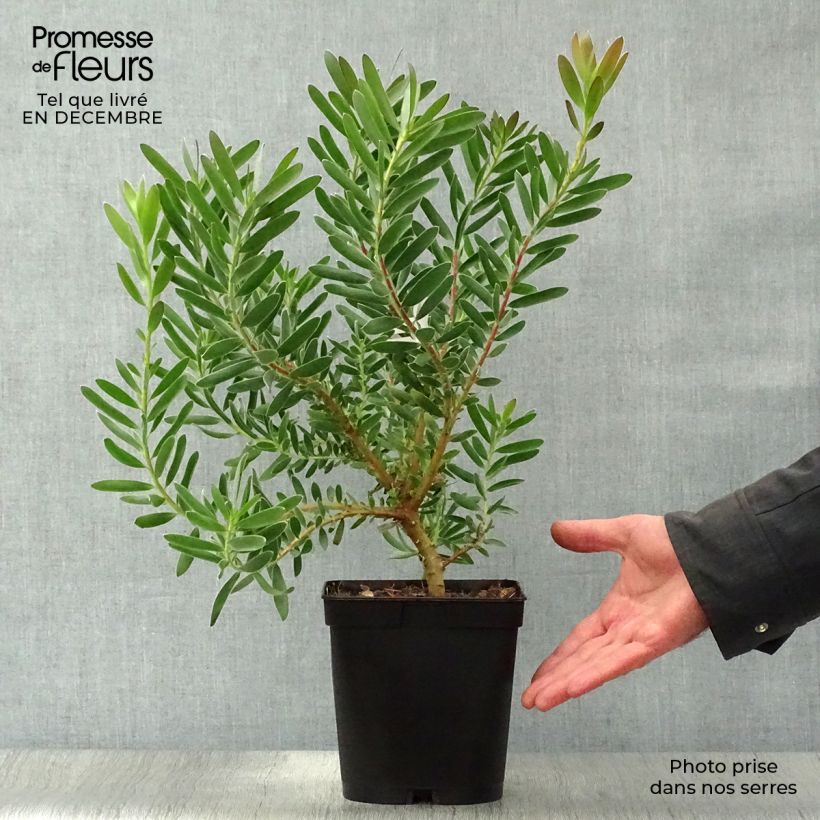 Leucadendron Safari Sunset - Conebush 3L/4L pot sample as delivered in winter