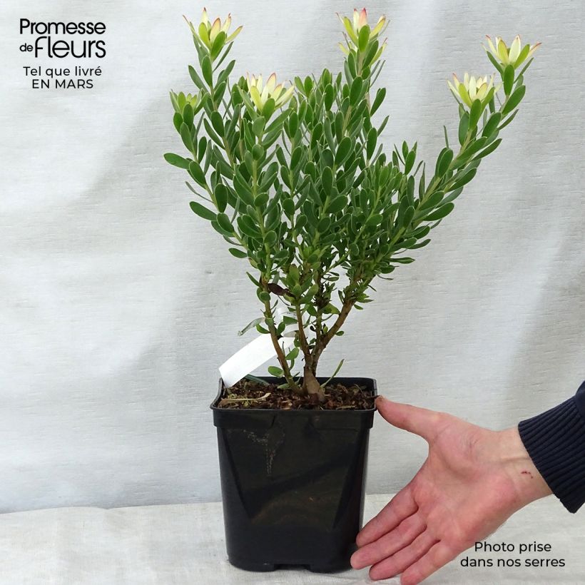 Leucadendron Sundance - Conebush 3L/4L pot sample as delivered in spring