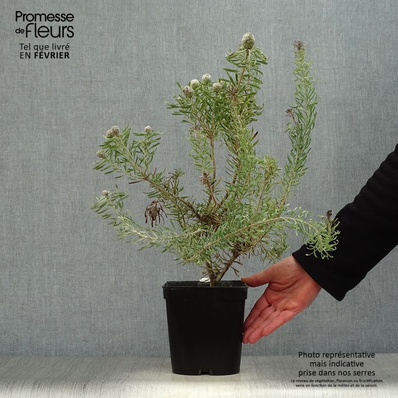 Leucadendron galpinii Purple Haze - Conebush 3L/4L pot sample as delivered in winter