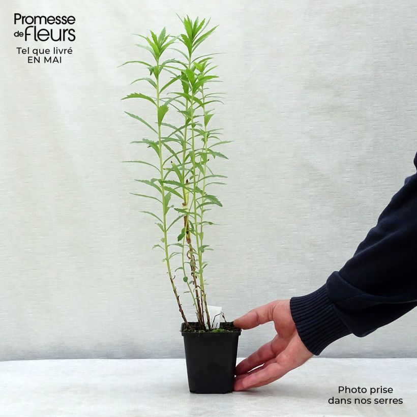 Leucanthemella serotina 8/9 cm pot sample as delivered in spring