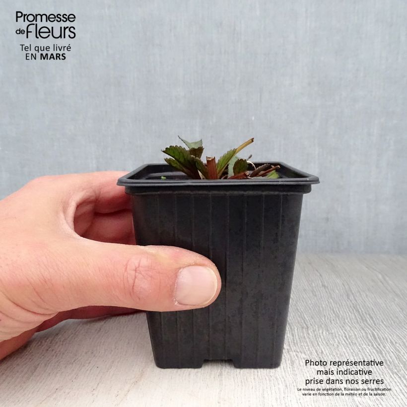 Leucanthemum superbum Aglaia - Shasta Daisy 7/8 cm pot sample as delivered in spring