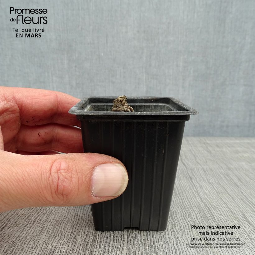 Leucanthemum superbum Banana Cream - Shasta Daisy 7/8 cm pot sample as delivered in spring