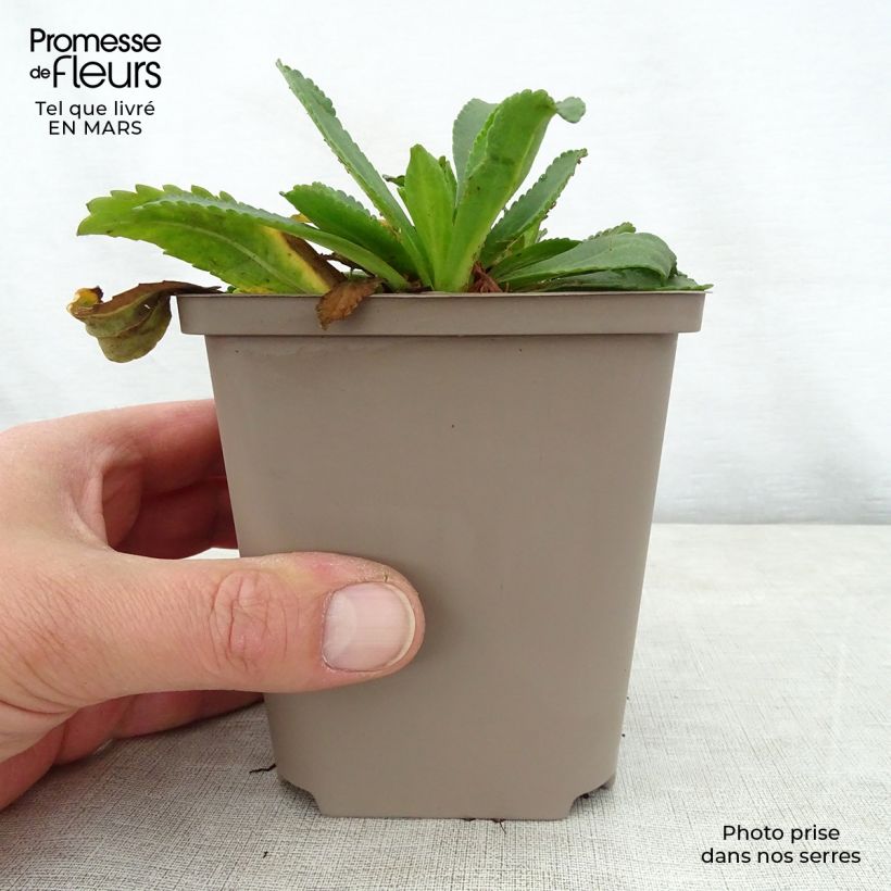 Leucanthemum superbum Kings Crown - Shasta Daisy 8/9 cm pot sample as delivered in spring