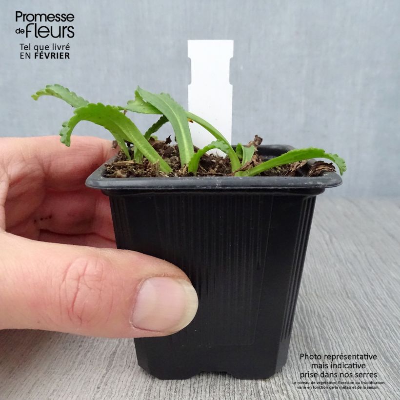 Leucanthemum superbum Kings Crown - Shasta Daisy 8/9 cm pot sample as delivered in winter