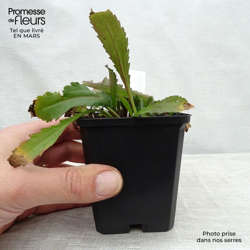 Leucanthemum superbum Polaris - Shasta Daisy 8/9 cm pot sample as delivered in spring