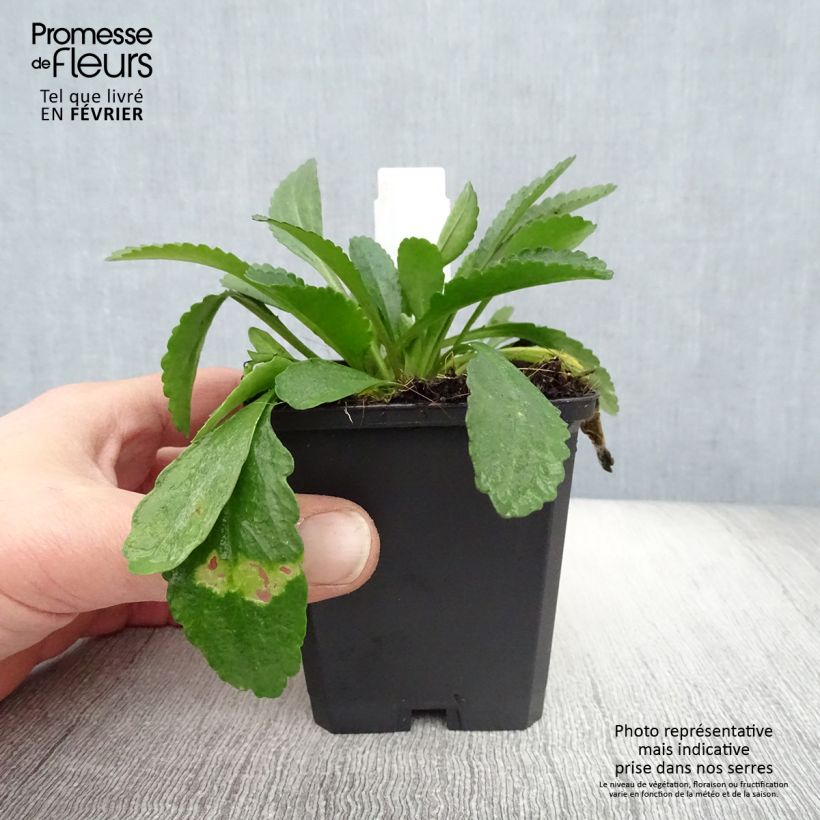 Leucanthemum superbum Polaris - Shasta Daisy 8/9 cm pot sample as delivered in winter