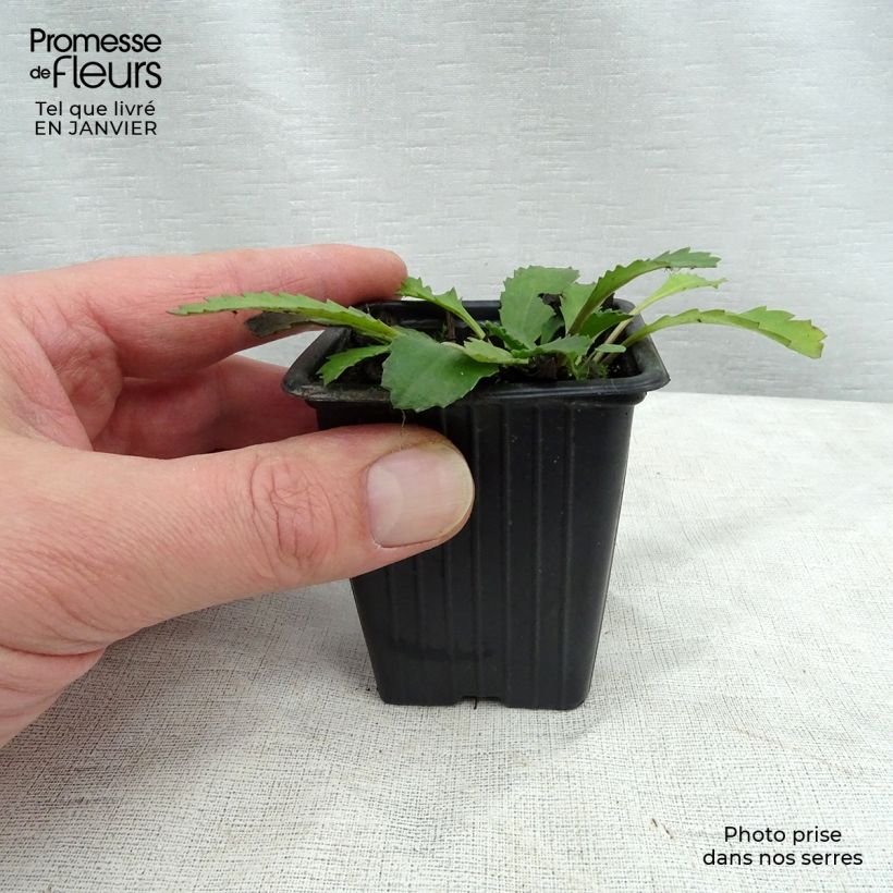 Leucanthemum Petite Princesse d'Argent - Shasta Daisy 7/8 cm pot sample as delivered in winter