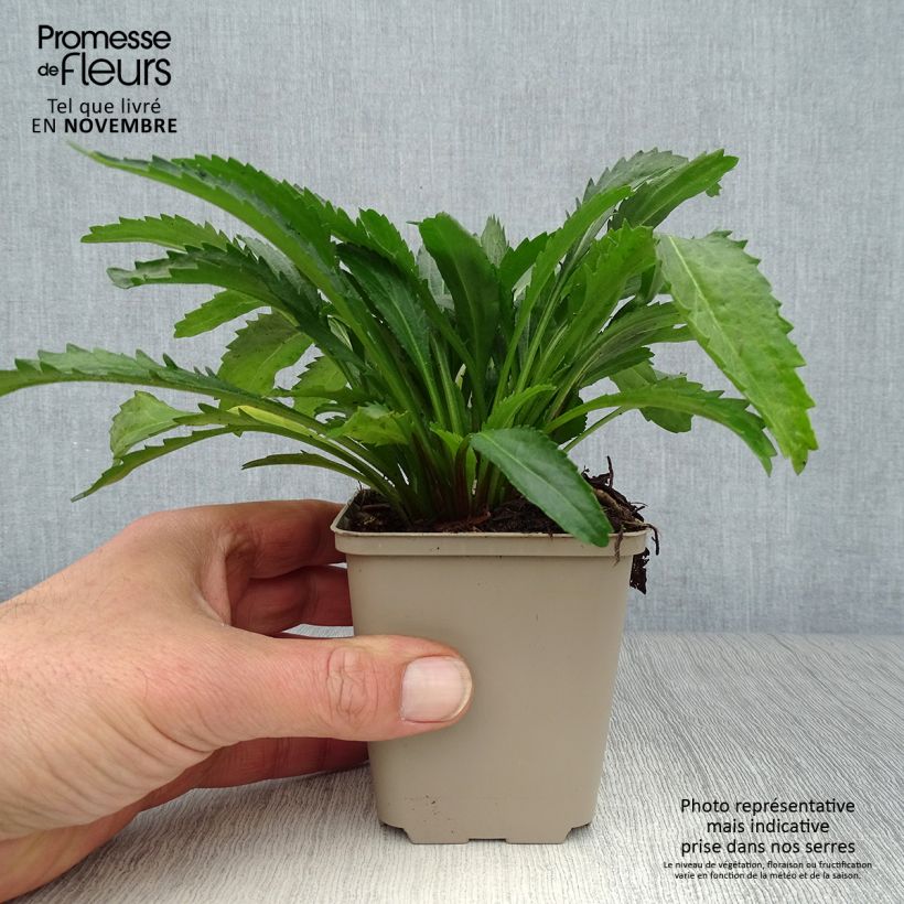 Leucanthemum superbum Real Neat - Shasta Daisy 8/9 cm pot sample as delivered in autumn