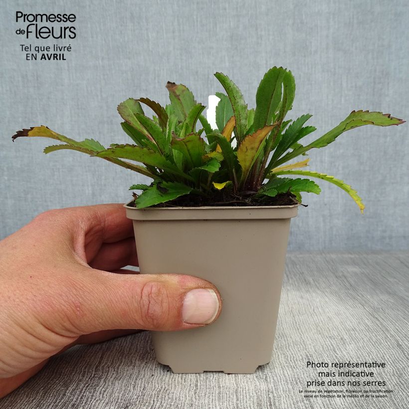 Leucanthemum superbum Real Neat - Shasta Daisy 8/9 cm pot sample as delivered in spring