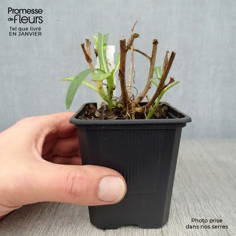 Leucanthemum superbum Victorian Secret - Shasta Daisy 8/9 cm pot sample as delivered in winter