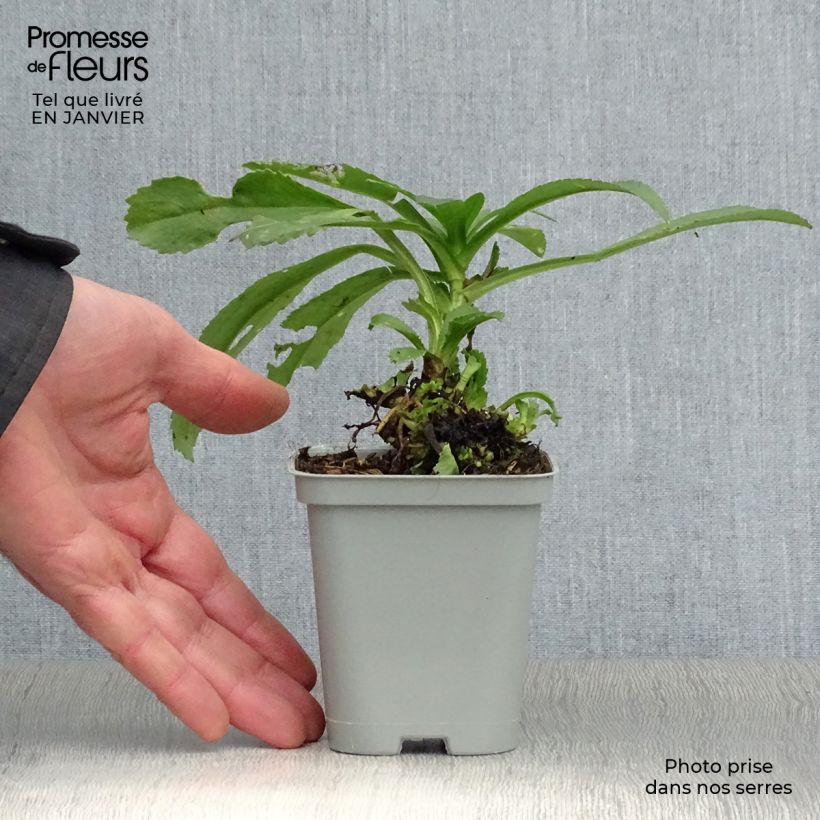 Leucanthemum superbum Becky - Shasta Daisy 8/9 cm pot sample as delivered in winter