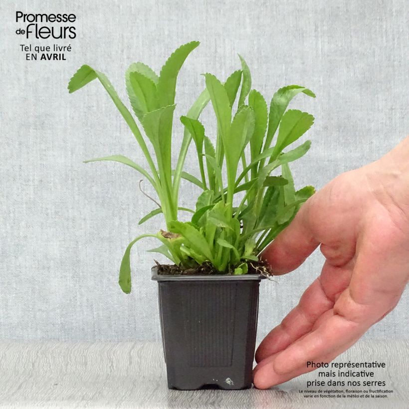 Leucanthemum superbum Becky - Shasta Daisy 8/9 cm pot sample as delivered in spring