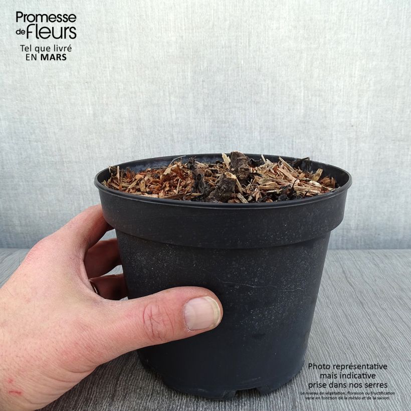 Leucanthemum superbum Becky - Shasta Daisy 2L/3L pot sample as delivered in winter