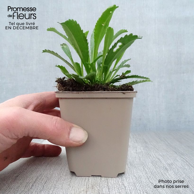 Leucanthemum superbum Goldfinch - Shasta Daisy 8/9 cm pot sample as delivered in winter