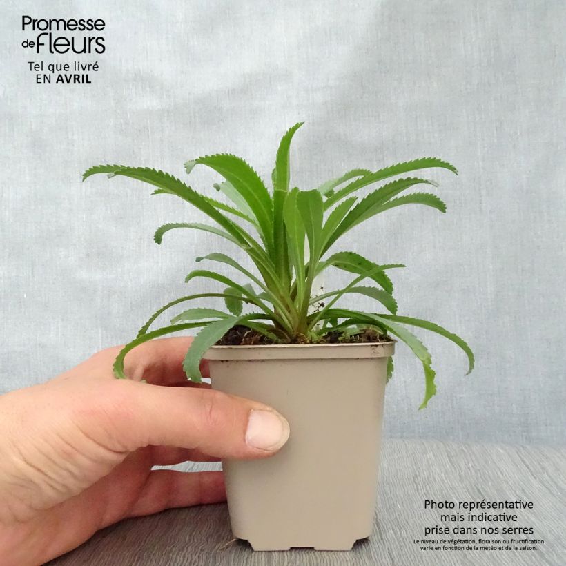 Leucanthemum superbum Goldfinch - Shasta Daisy 8/9 cm pot sample as delivered in spring